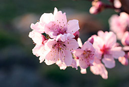 桃の花１
